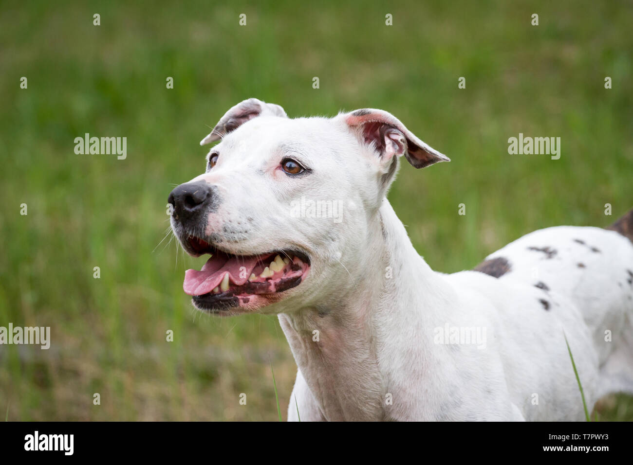 Portrait of a white American Pit Bull Terrier female dog Stock Photo