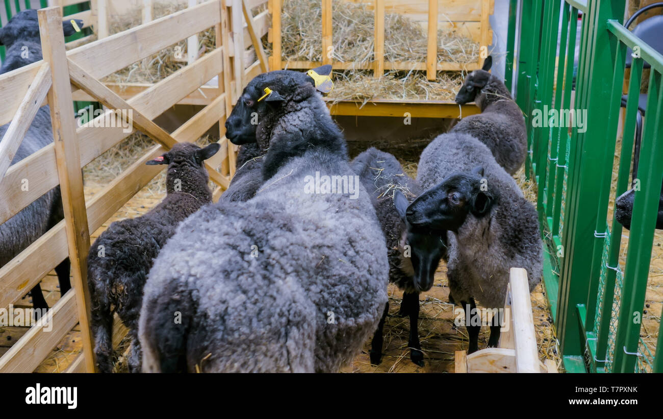 Mother sheep and her lambs Stock Photo - Alamy