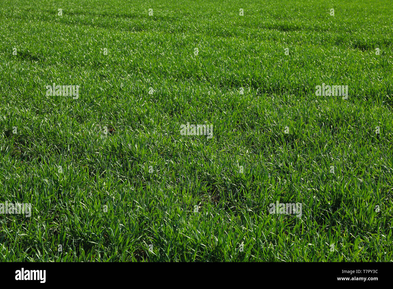 Green grass field as background. Beautiful natural backdrop Stock Photo