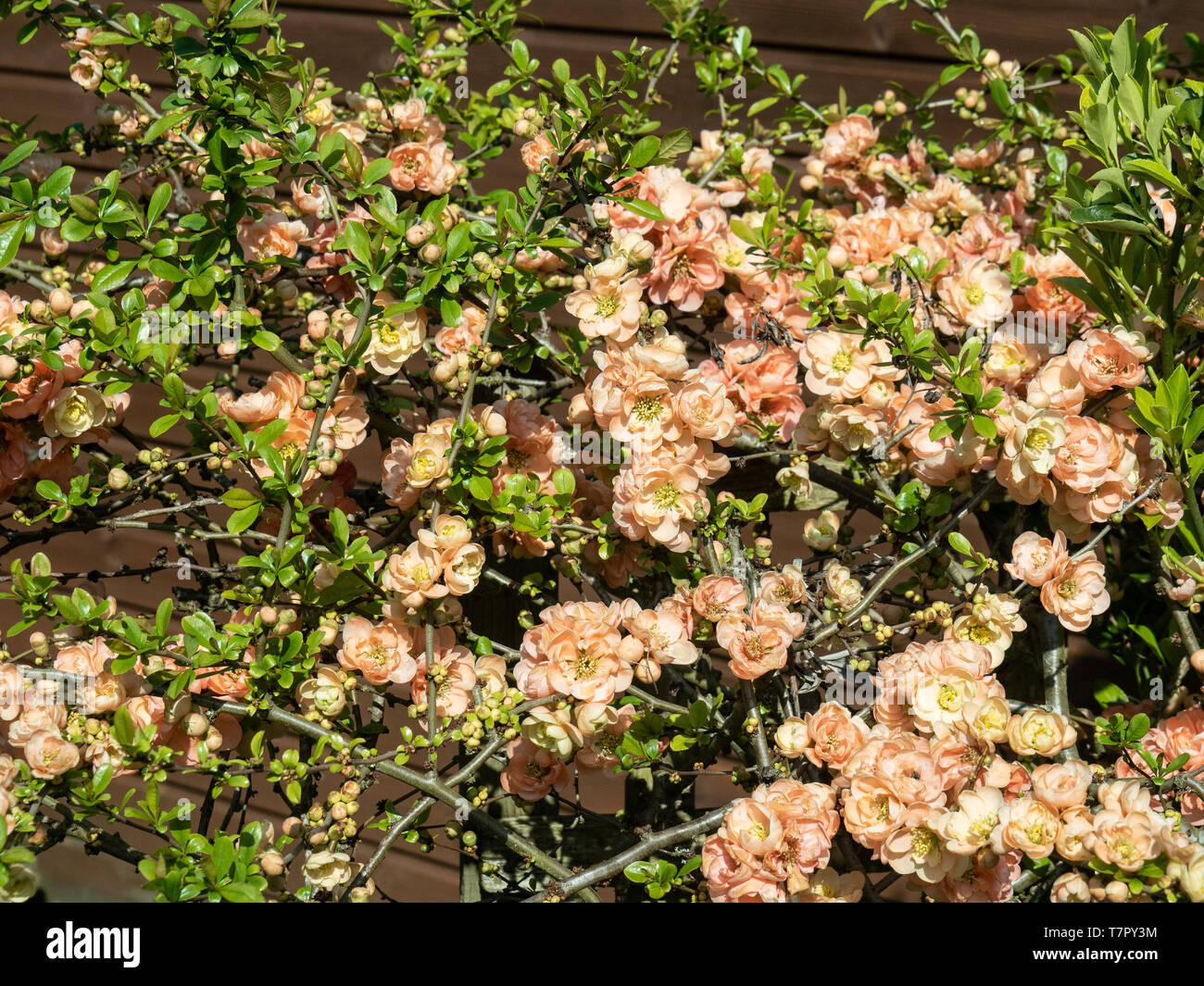 A bush of Chaenomeles species Geisha Girl in full flower showing the soft orange colour of the flowers Stock Photo