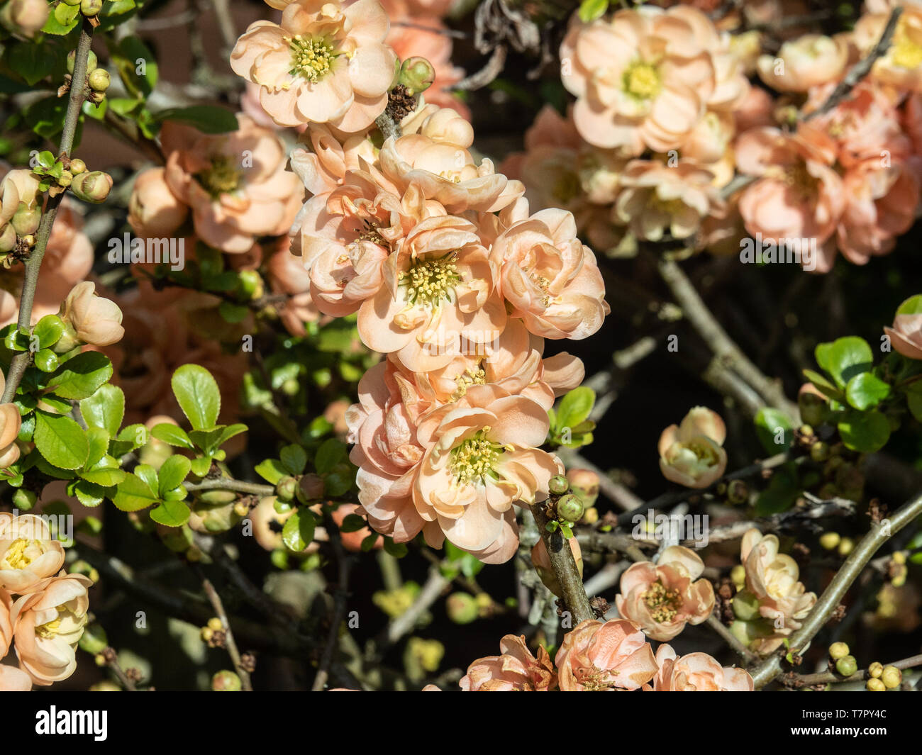 A close up of a group of  Chaenomeles species Geisha Girl flowers showing the soft orange colour of the flowers Stock Photo