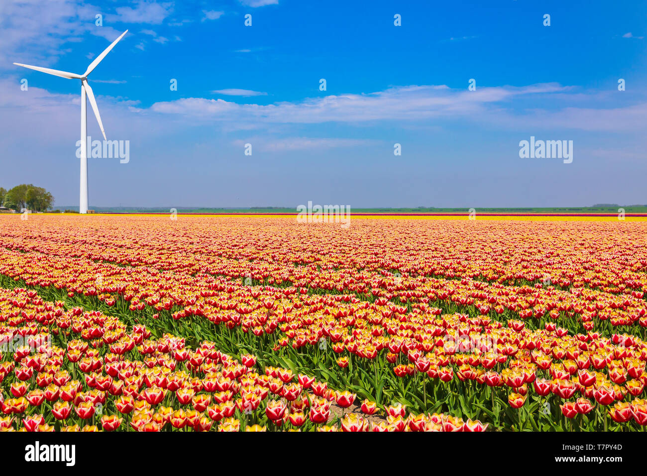 Colorful Dutch tulips in a flower field and a windmill in Holland under ...