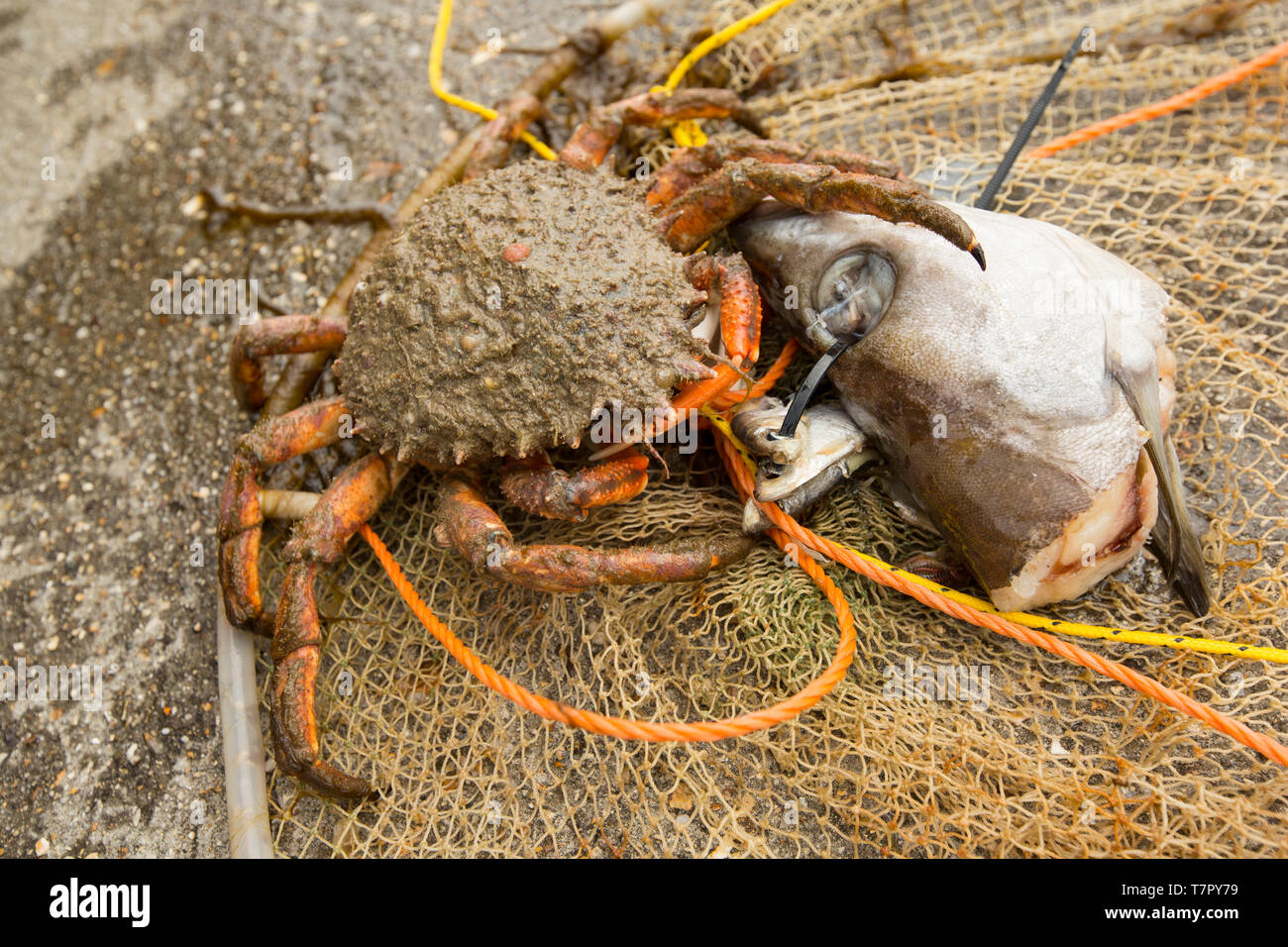 A female, or hen, European spider crab, Maja brachydactyla, that has been caught in a drop net baited with a pollack’s head and lowered off a pier. Sp Stock Photo