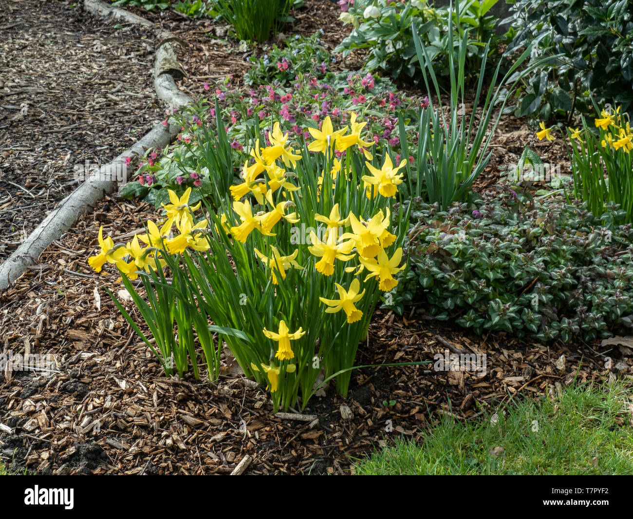 A clump of dwarf daffodils from an attractive feature on the corner of a bed Stock Photo