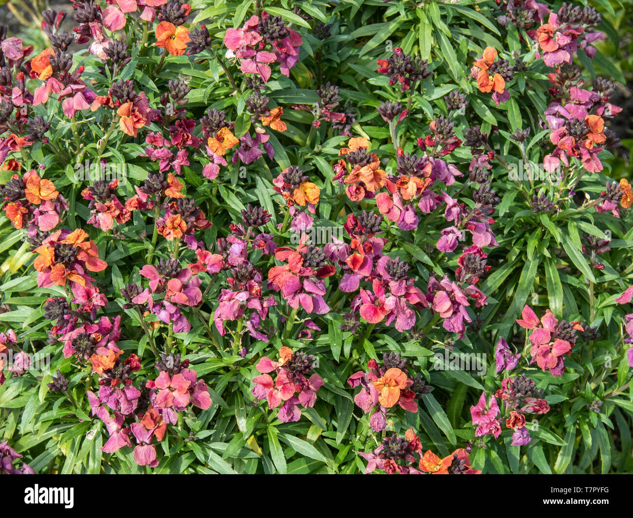A clump of Erysimum Winter orchid showing the brown and purple flowers over the green foliage Stock Photo