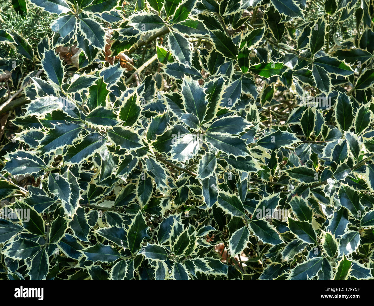 The silver edged foliage of Ilex Handsworth New Silver filling the complete frame Stock Photo