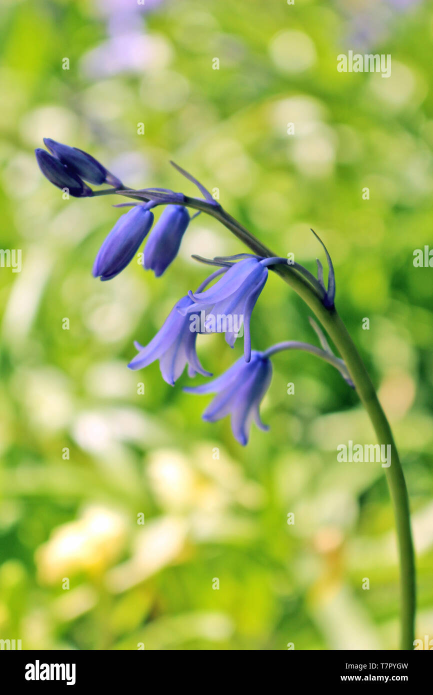 Close up of a Bluebell Flower Stock Photo