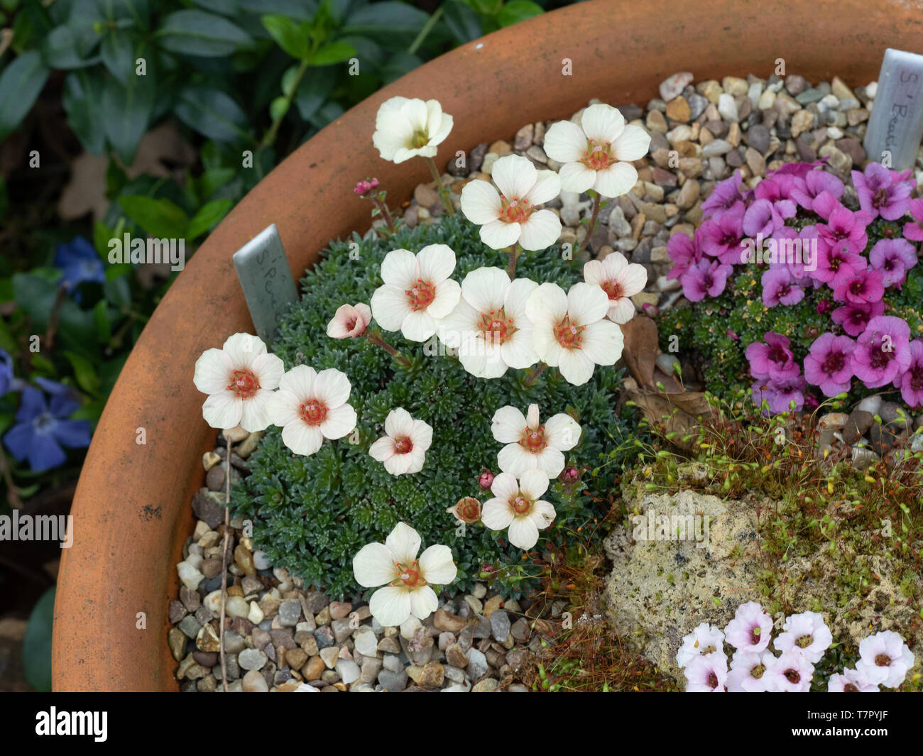 A close of of a flowering plant of Saxifraga 'Penelope' with pale apricot flowers Stock Photo