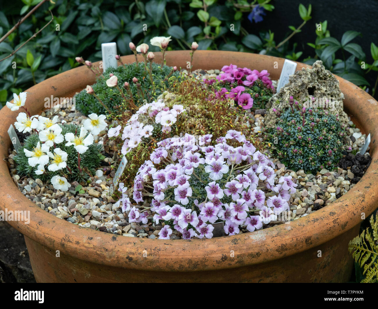 A close up of a terracotta pan of early flowering kabschia saxifrages Stock Photo
