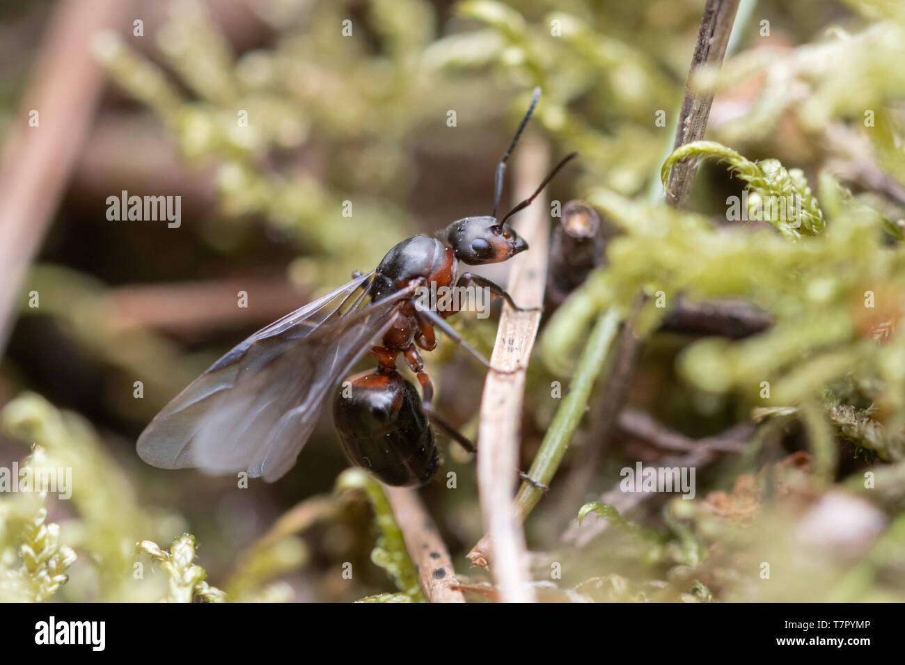 Queen Southern wood ant (Formica rufa), winged insect on heathland during May, in Surrey, UK Stock Photo