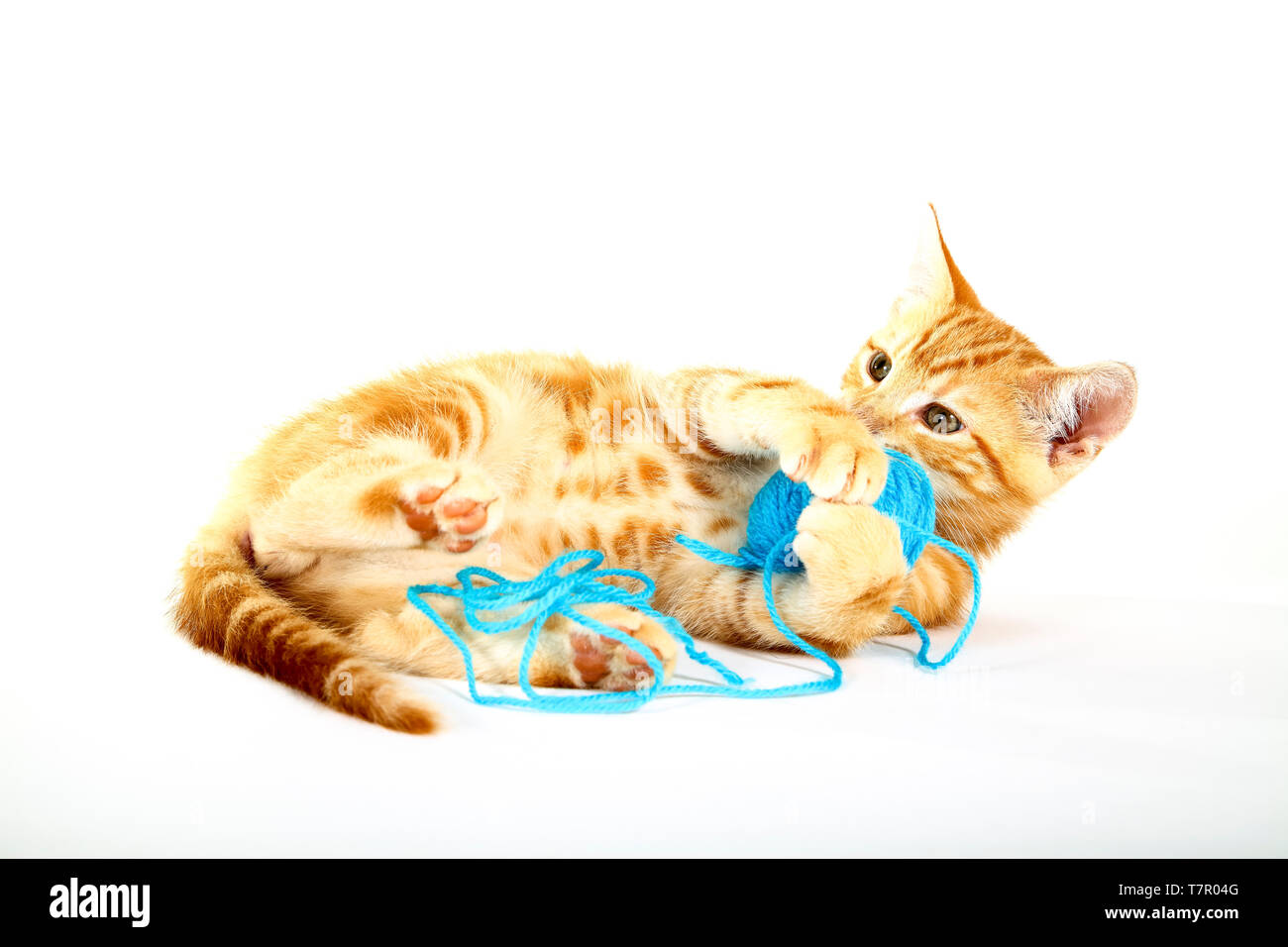 Ginger mackerel tabby kitten playing with a ball of blue wool isolated