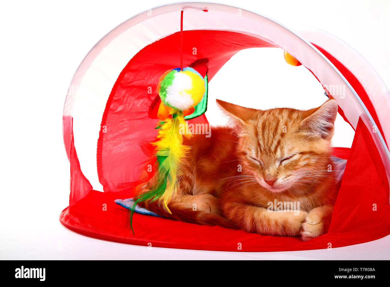 Ginger mackerel tabby kitten sleeping in a cat tent Stock Photo Alamy