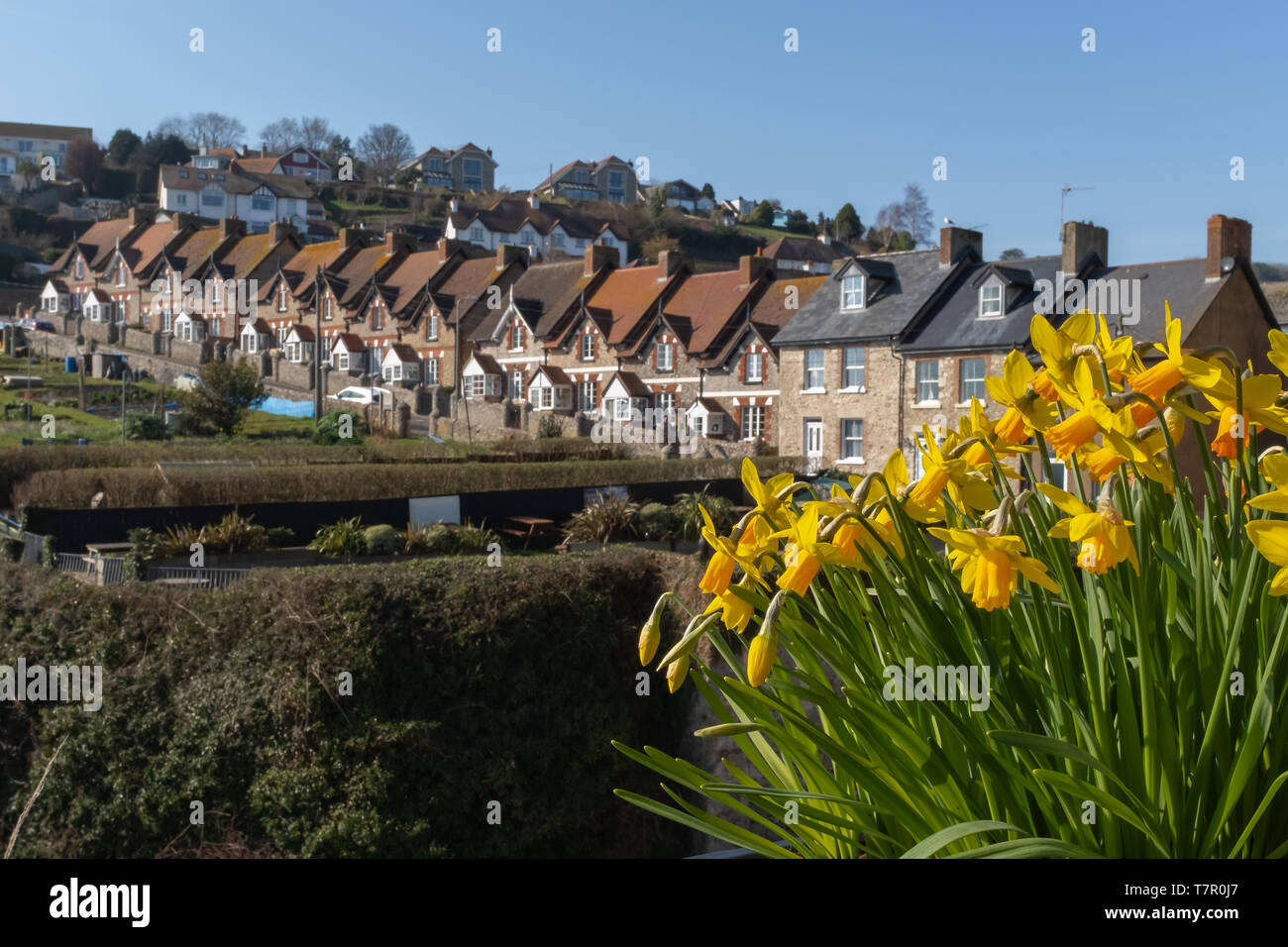 A row of fisherman cottages in the coastal village of Beer, bright yellow daffodils in the foreground, against a clear blue sky Stock Photo