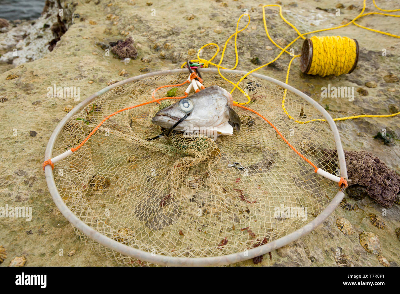 A drop net and chord, baited with a pollack’s head, Pollachius pollachius, that is intended for catching edible crabs. It is dropped into a likely spo Stock Photo