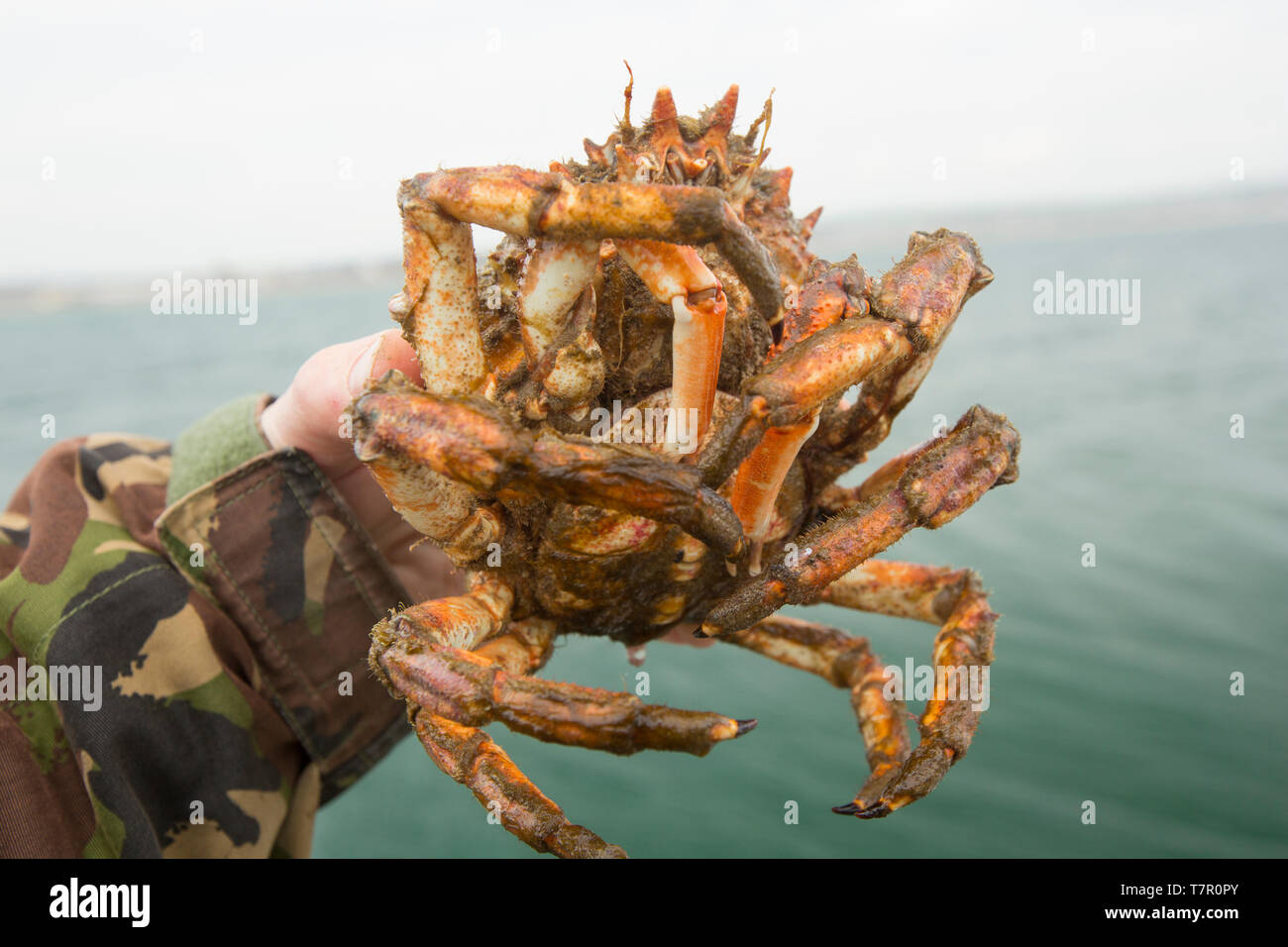 A female, or hen, European spider crab, Maja brachydactyla, that has been caught in a drop net baited with a pollack’s head and lowered off a pier. Sp Stock Photo