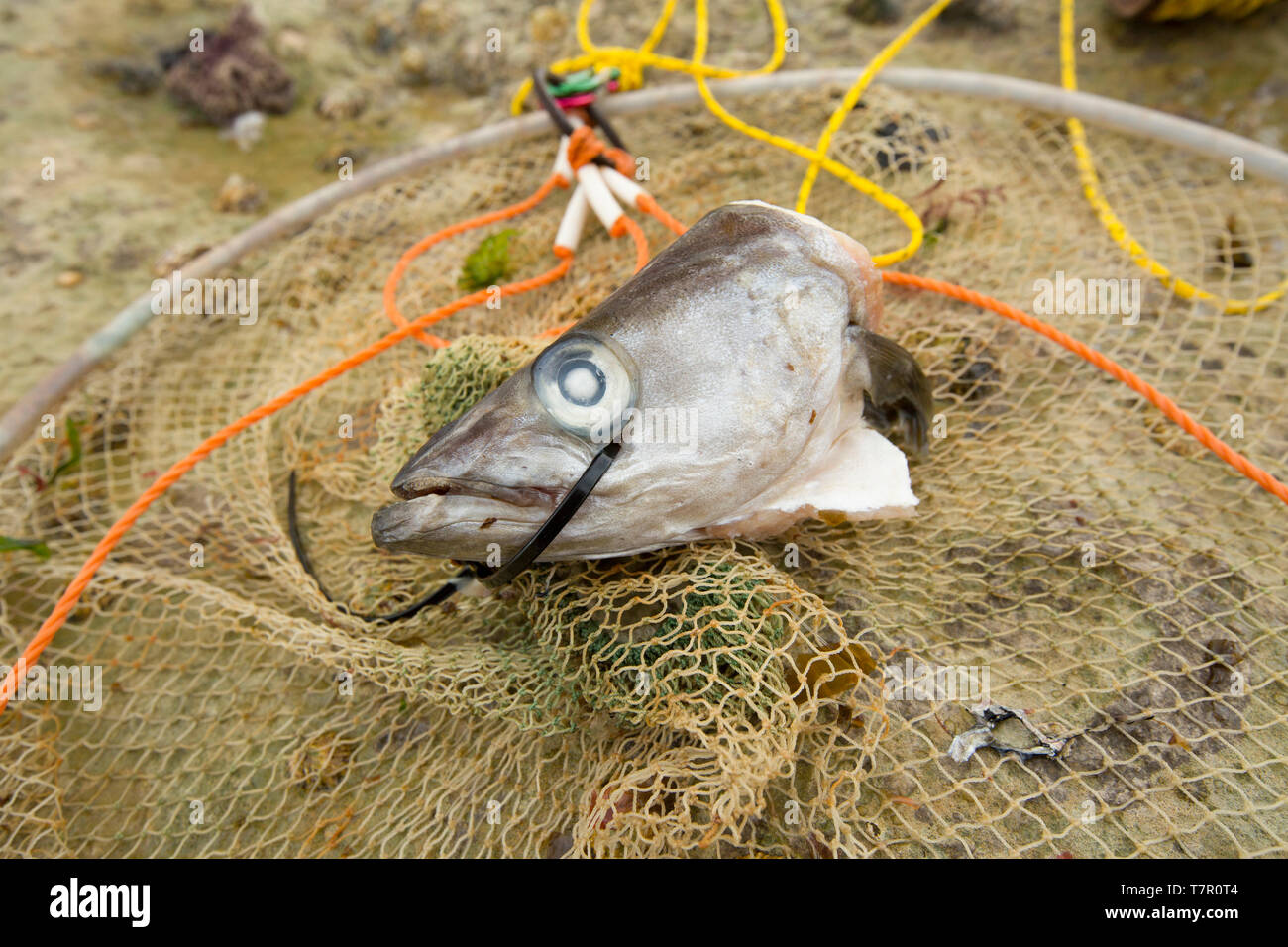 A drop net and chord, baited with a pollack’s head, Pollachius pollachius, that is intended for catching edible crabs. It is dropped into a likely spo Stock Photo