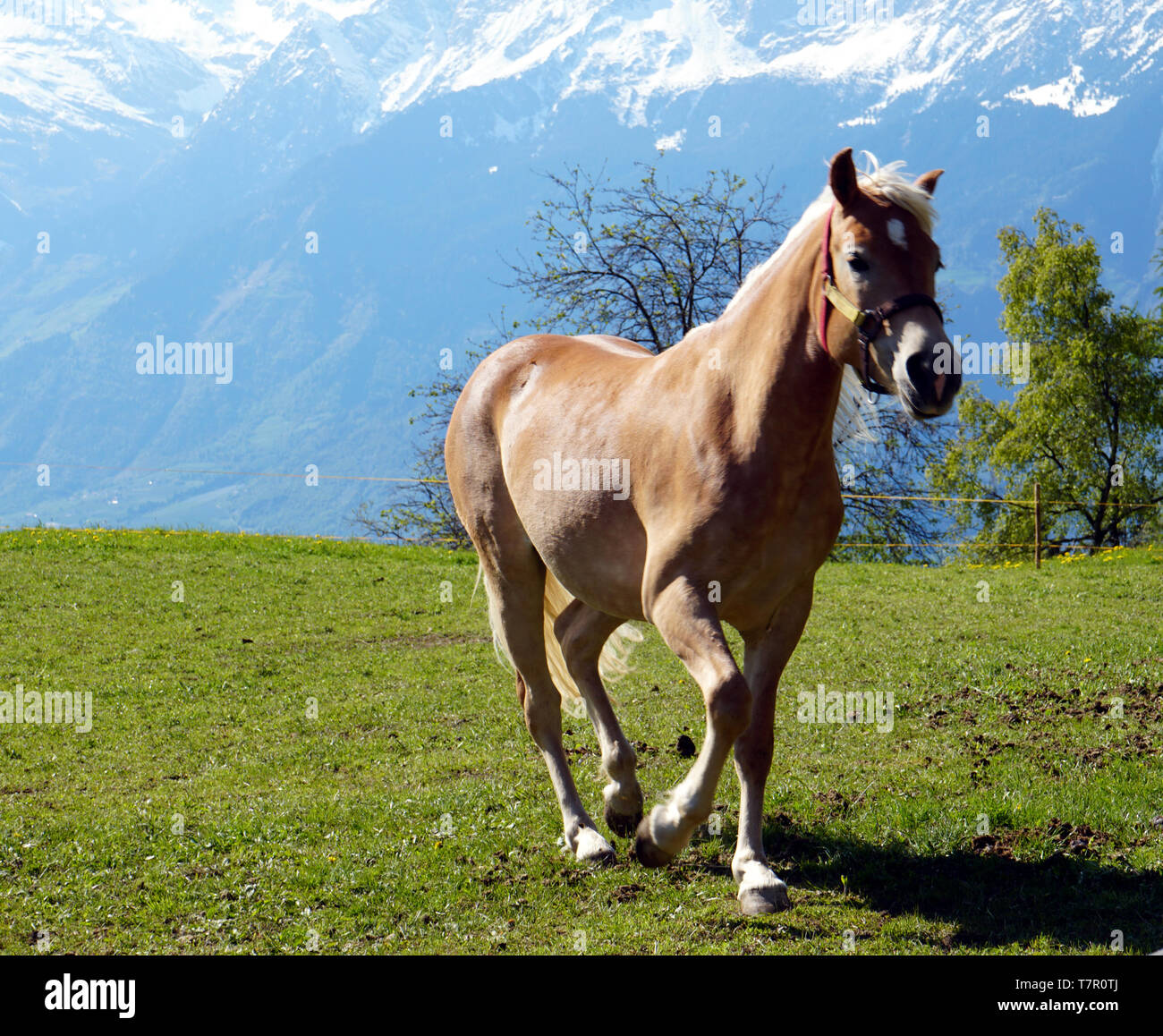 A Haflinger horse galloping on the pasture. The Alps mountains in the background. Stock Photo