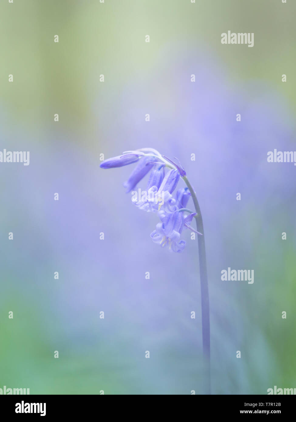 Bluebell main image 0