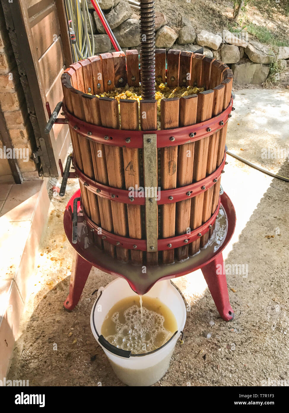 An old fashioned wooden barrel shaped grape press full of grapes with the juice from the pressed grapes running into a white bucket Stock Photo