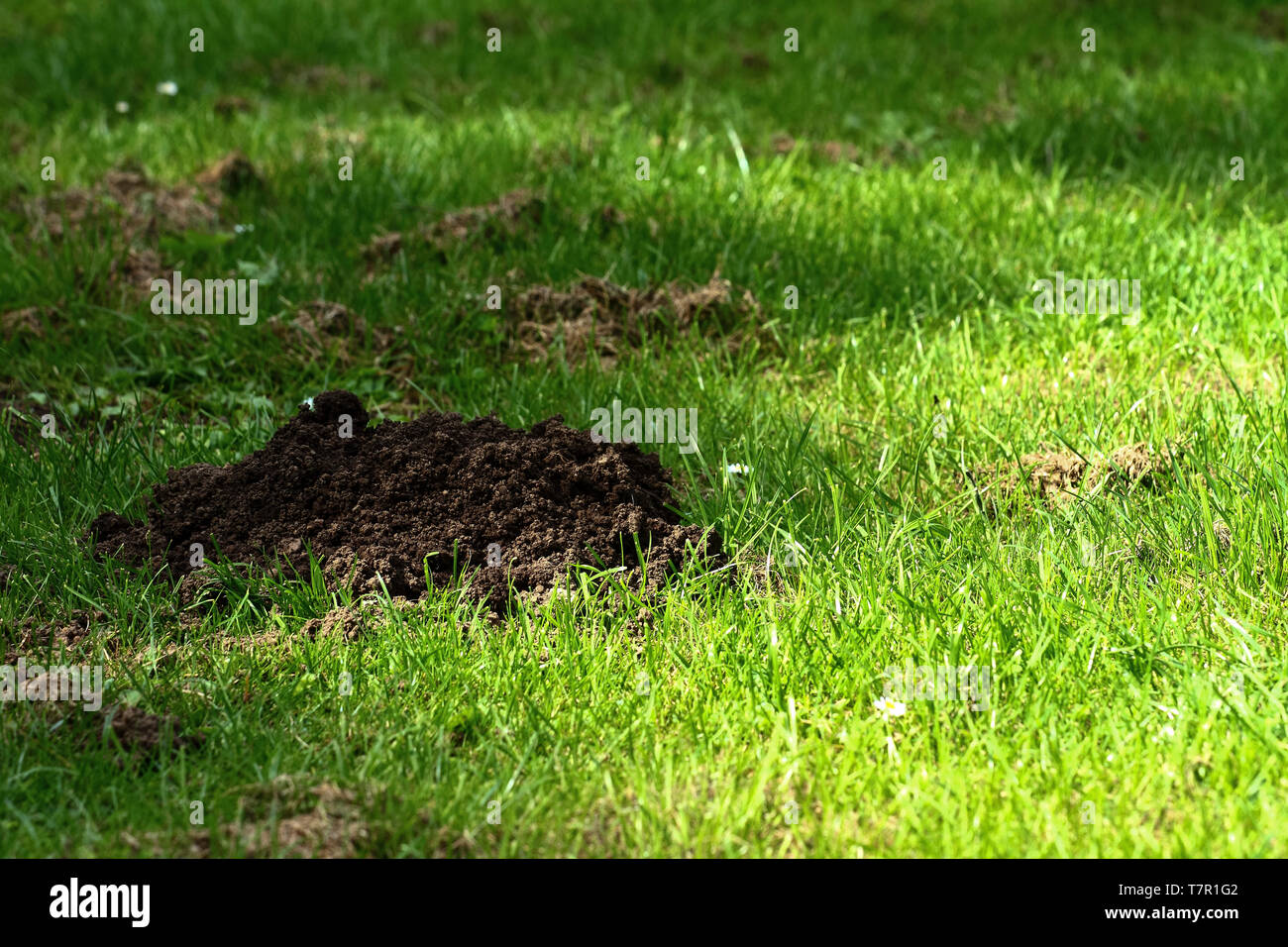 Close up of a mole hill on a lawn Stock Photo