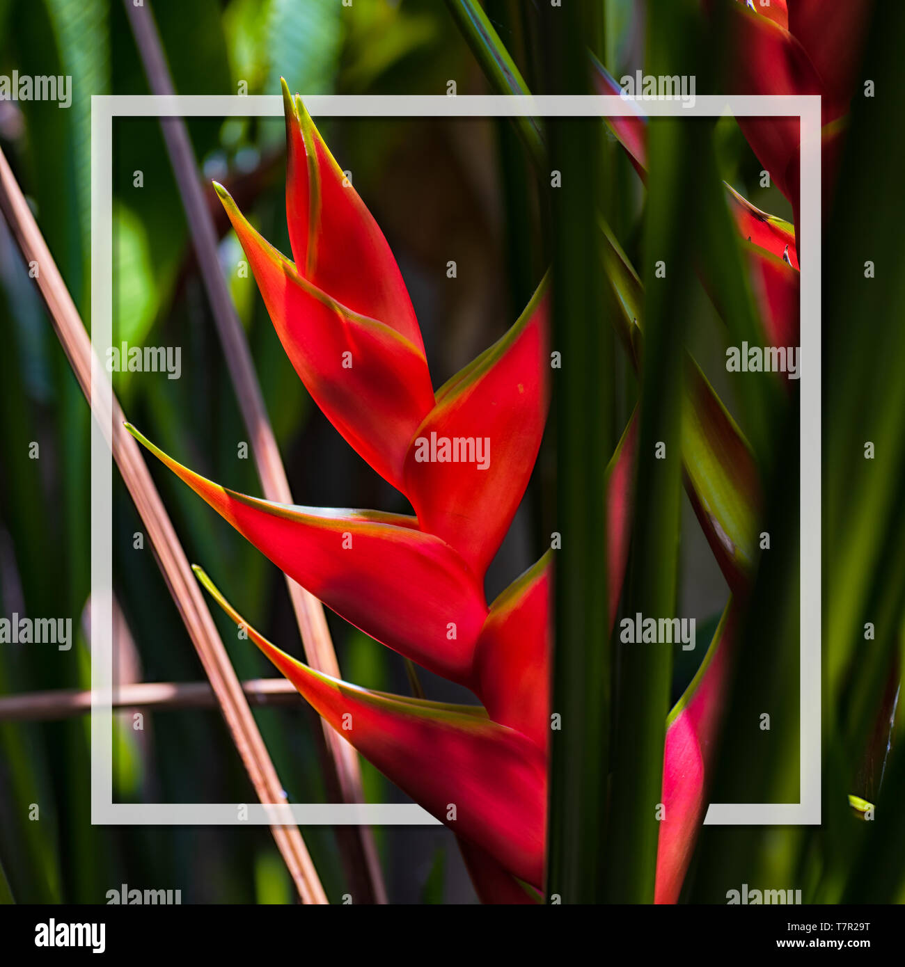 My Image 29