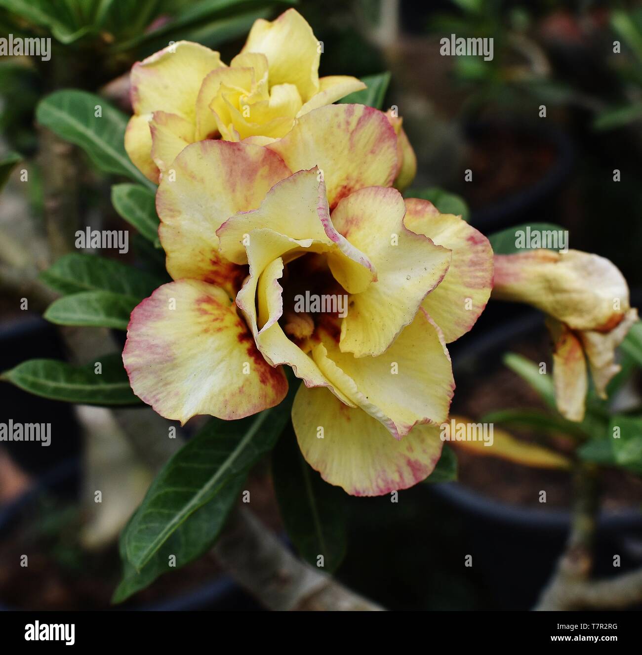 Red adenium flowers hi-res stock photography and images - Alamy