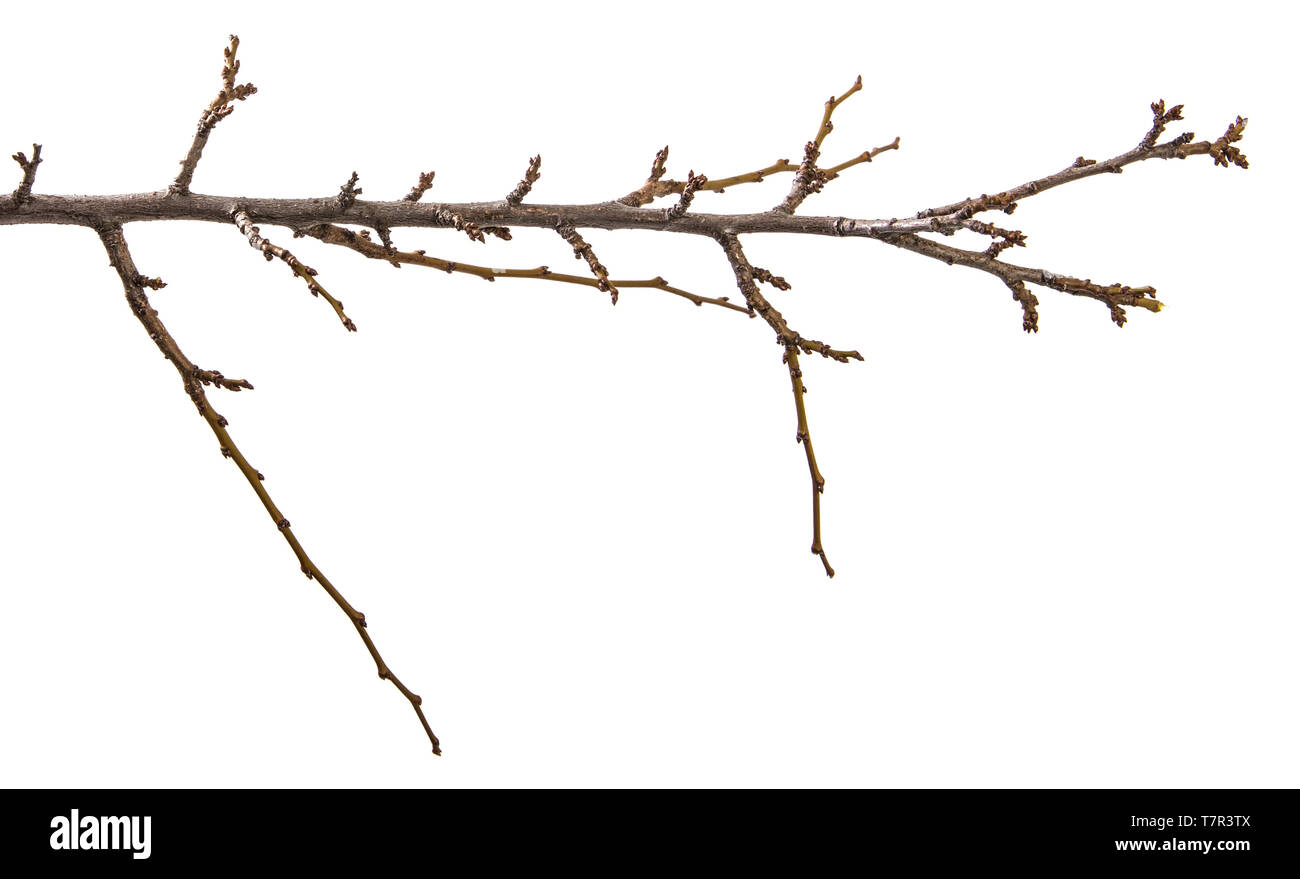 dry apricot tree branch. isolated on white Stock Photo