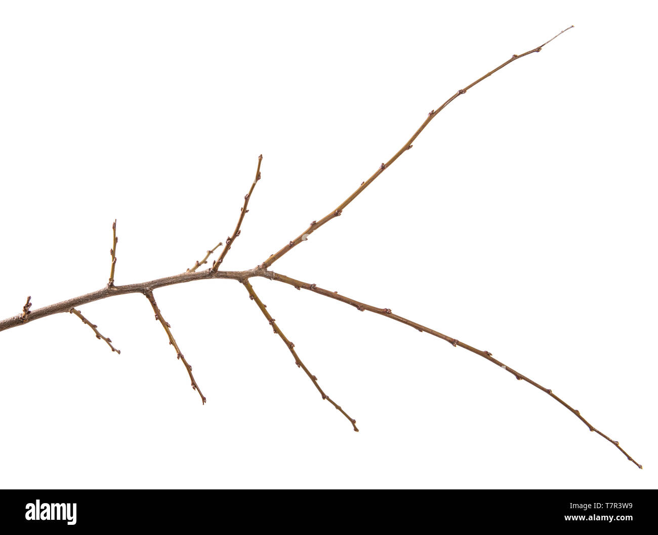 dry apricot tree branch. isolated on white Stock Photo