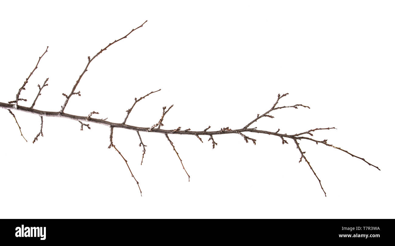 dry apricot tree branch. isolated on white Stock Photo
