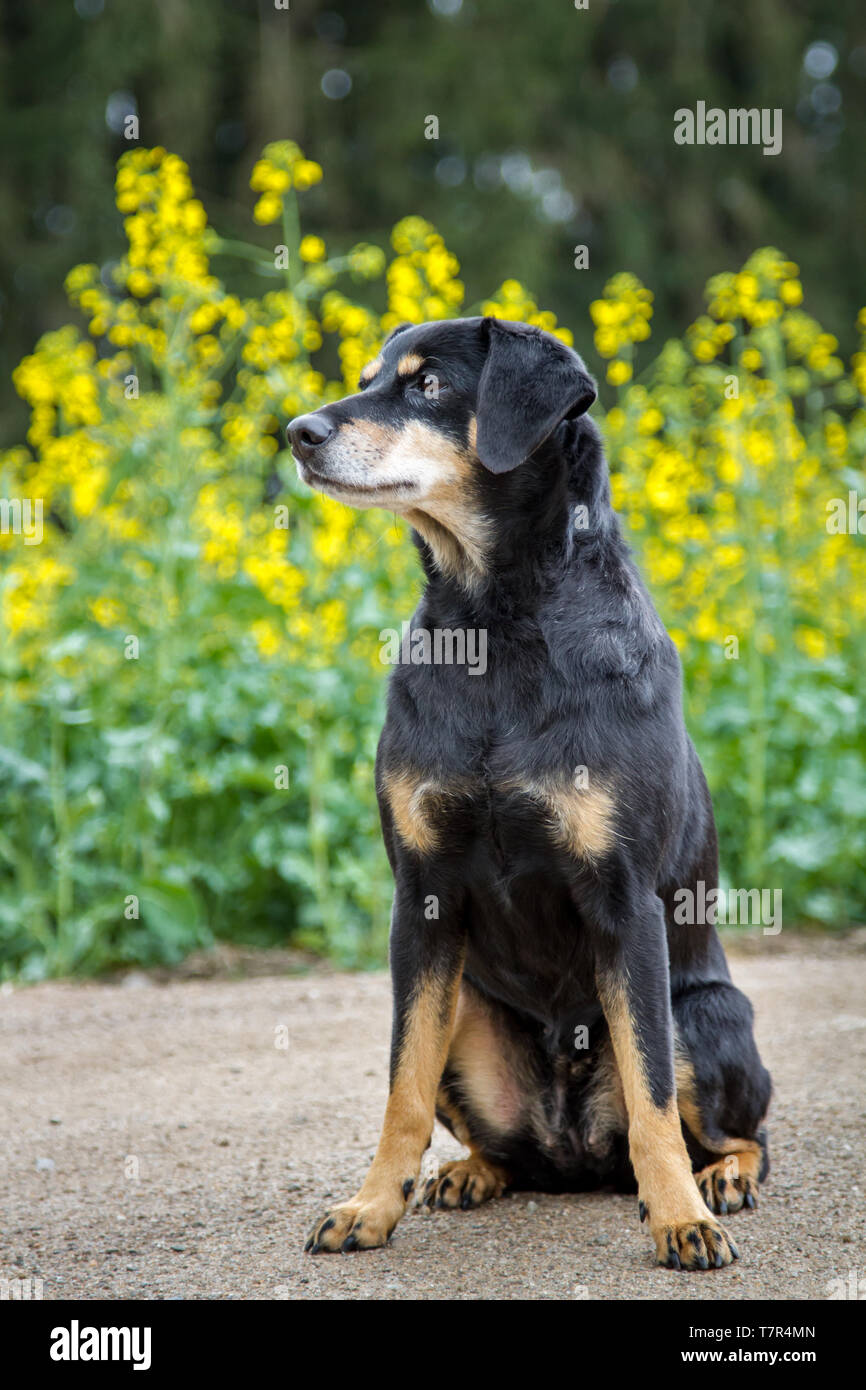 Australian hotsell shorthaired pinscher