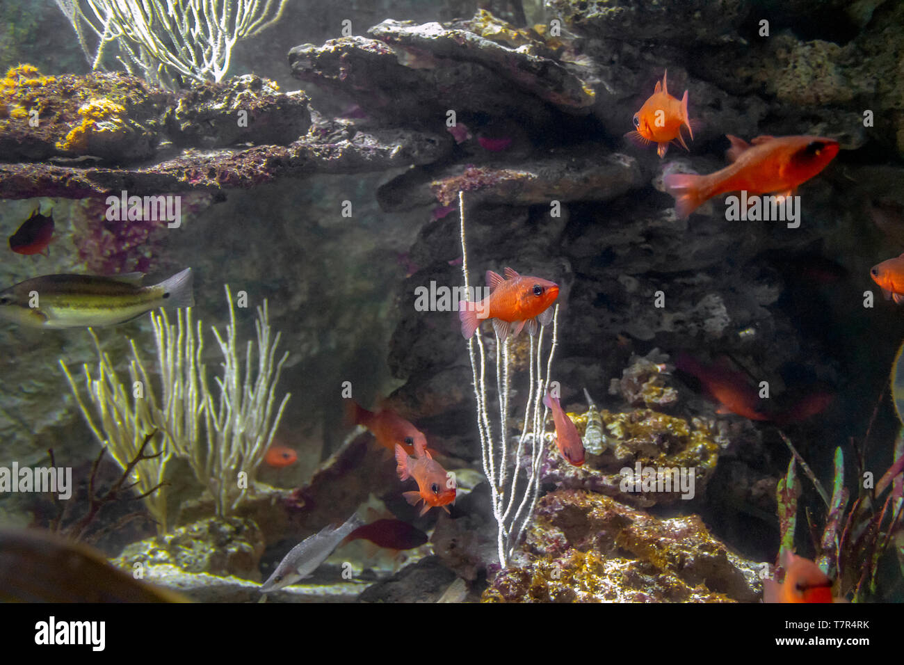 aquatic scenery showing red reef fishes Stock Photo