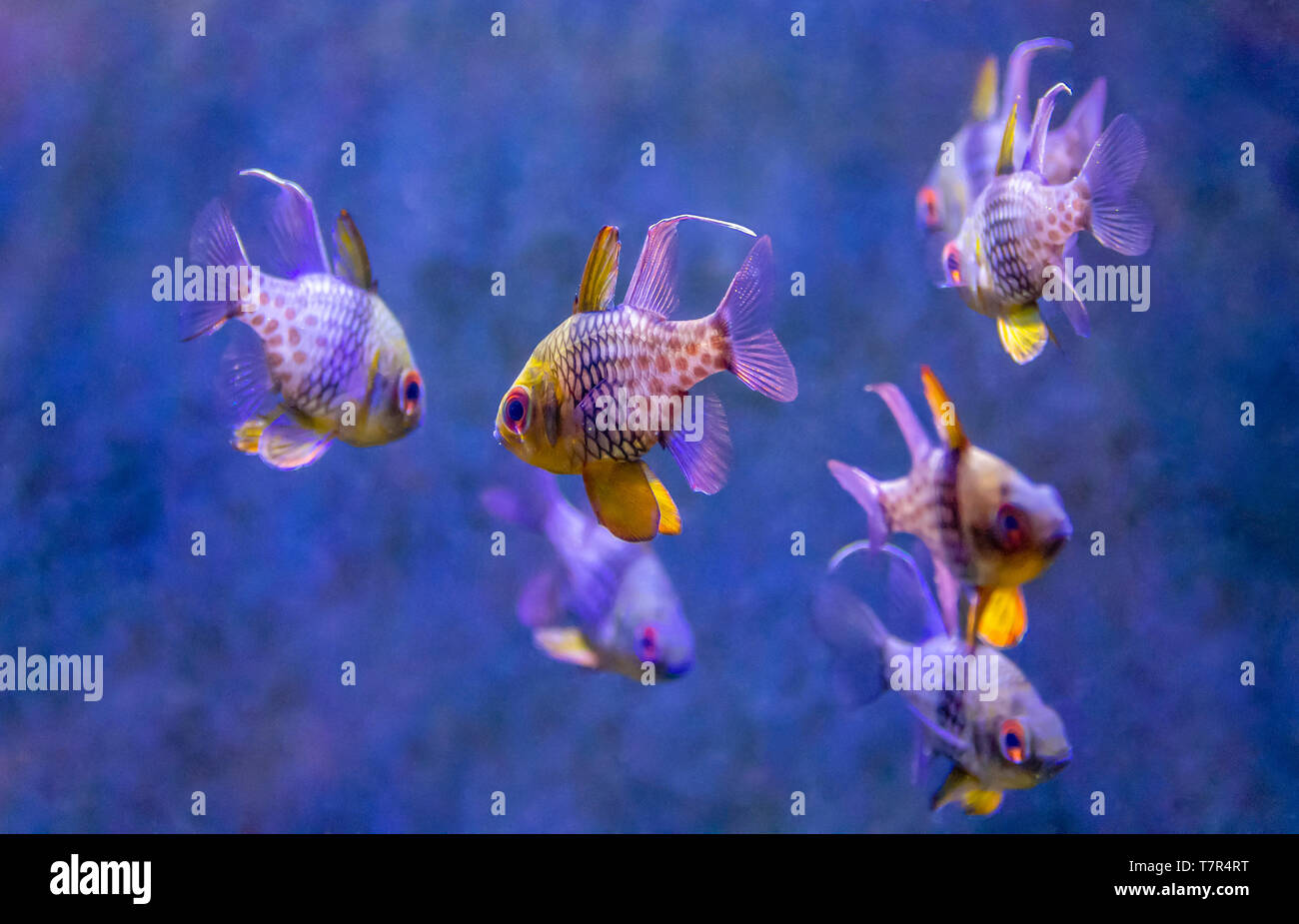 aquatic scenery showing some colorful Coral reef fishes Stock Photo