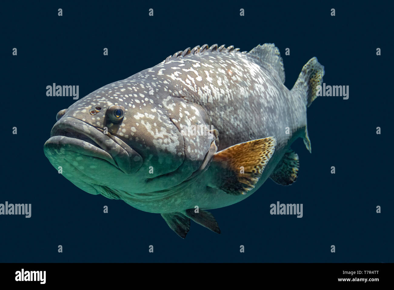 Giant grouper fish swimming in dark aquatic ambiance Stock Photo