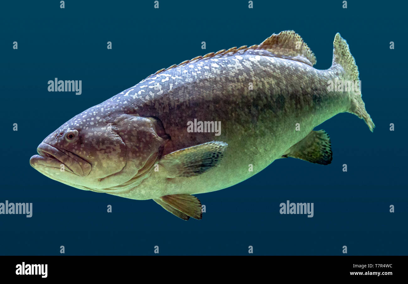 Giant grouper fish swimming in blue aquatic ambiance Stock Photo