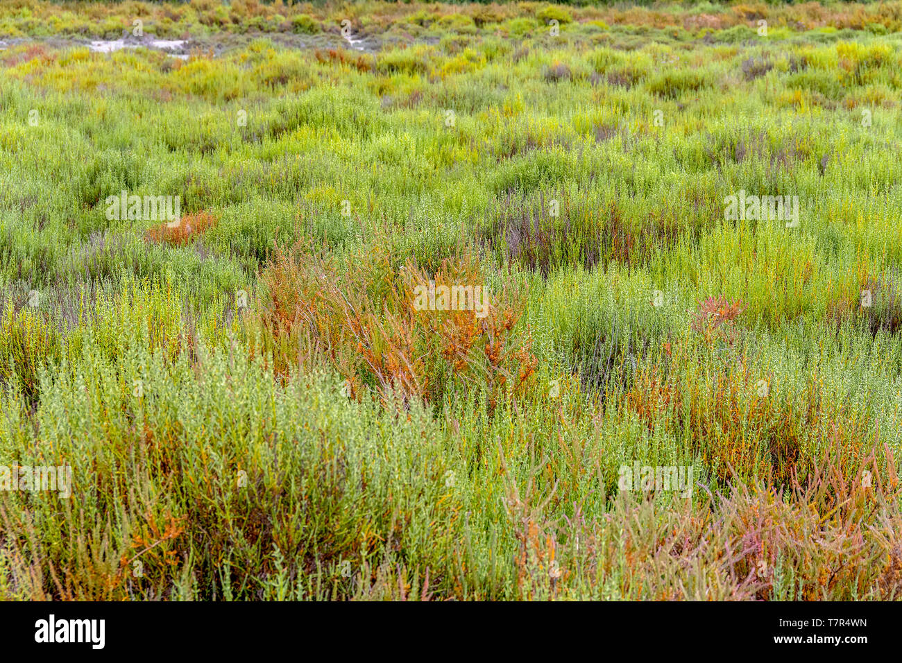 vegetation scenery around the Regional Nature Park of the Camargue in Southern France Stock Photo