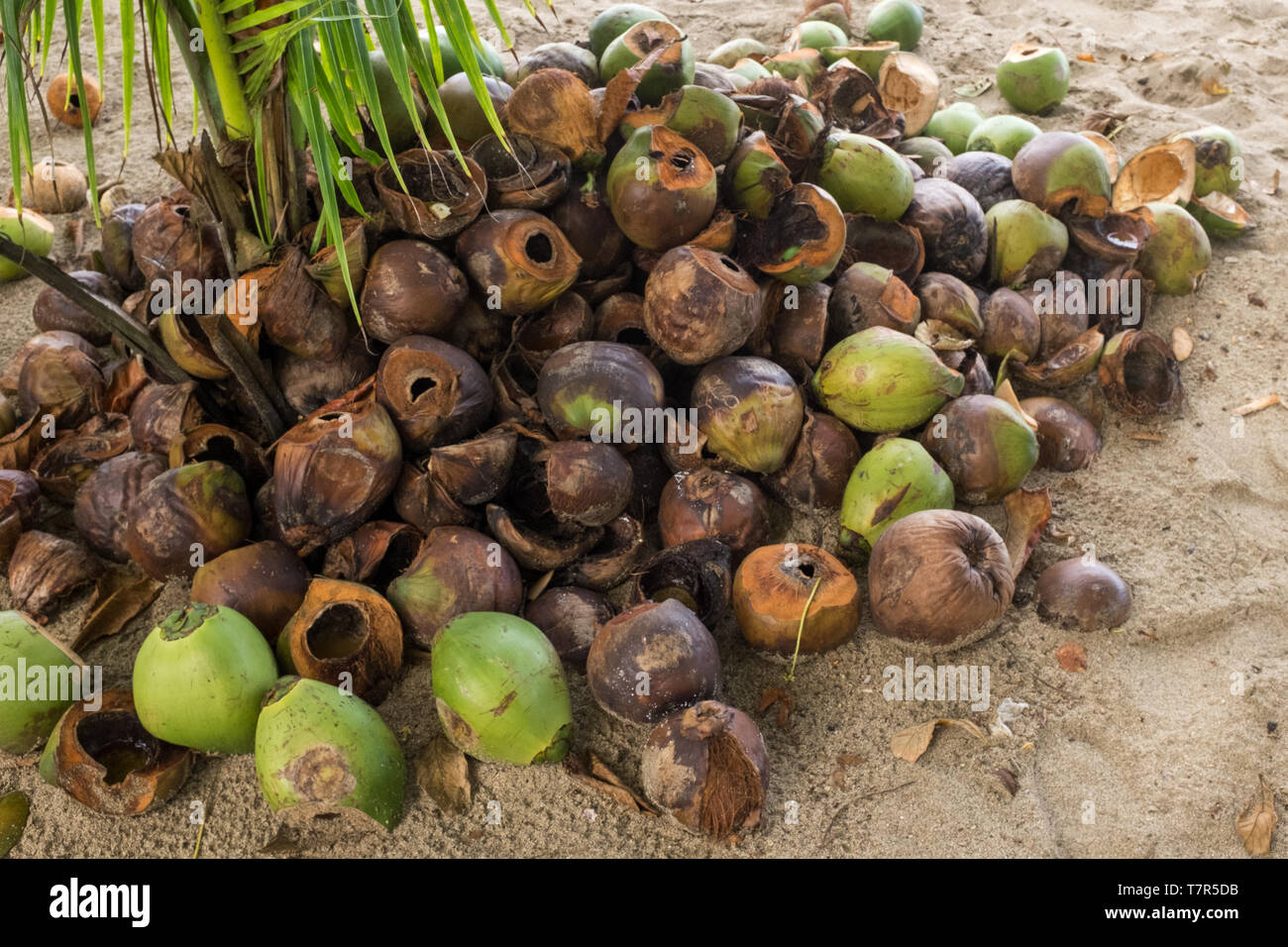 A close up of a pile of discarded used coconut husks, lots of brown and greens. Stock Photo