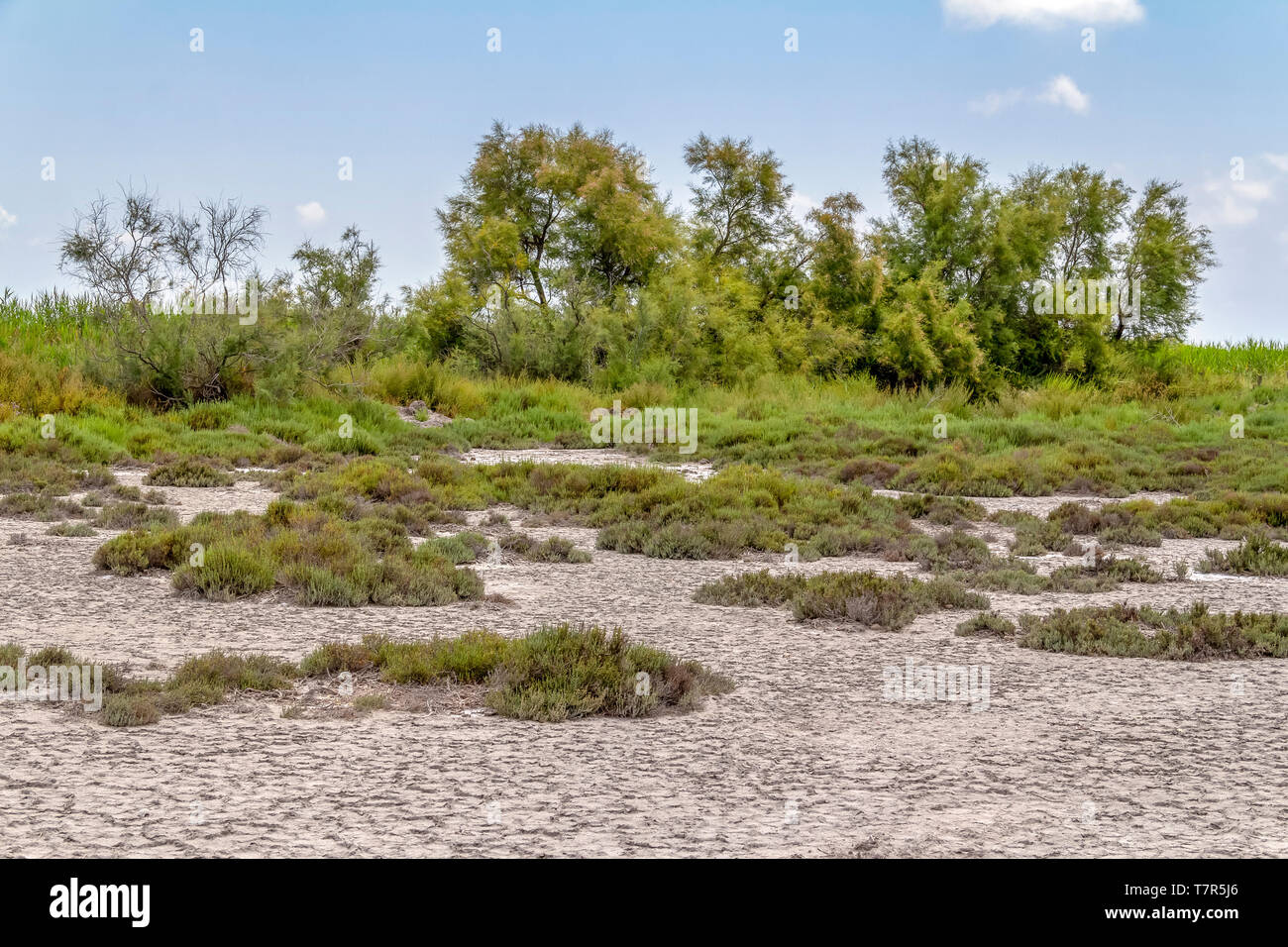 vegetation scenery around the Regional Nature Park of the Camargue in Southern France Stock Photo