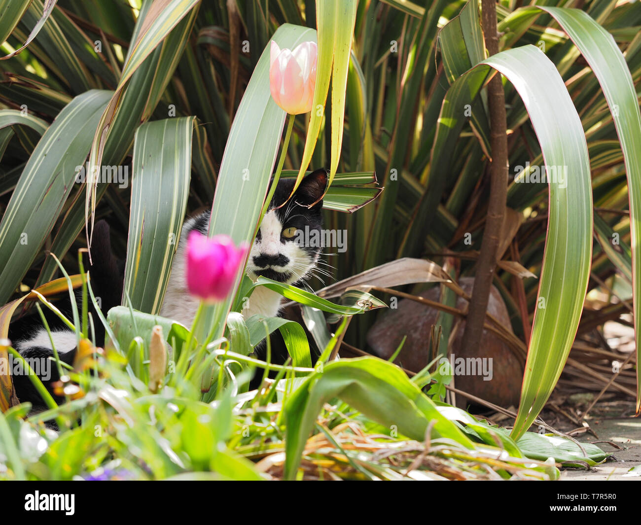 black & white Hitler cat hiding under leaves of a New Zealand Flax plant in a garden. Stock Photo