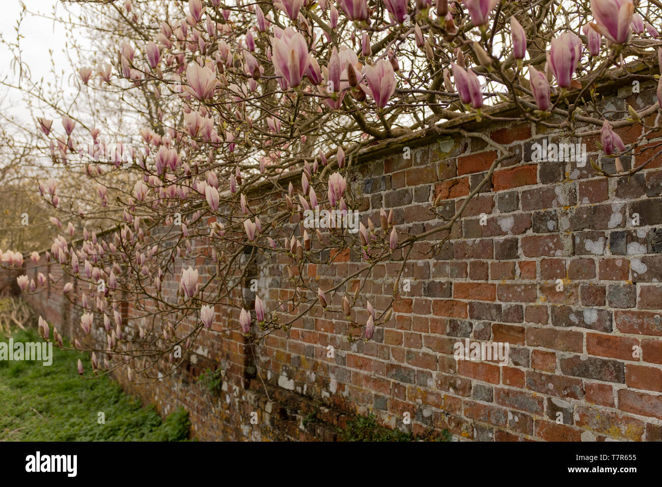 Magnolia Wall High Resolution Stock Photography And Images Alamy