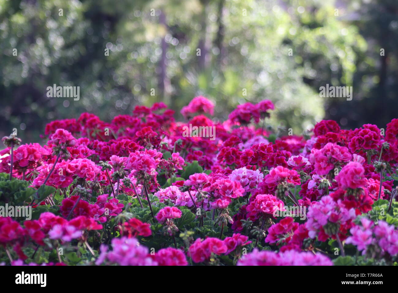 Spring Flowers In Full Bloom Stock Photo Alamy Spring Flowers In Full Bloom Stock Photo Alamy
