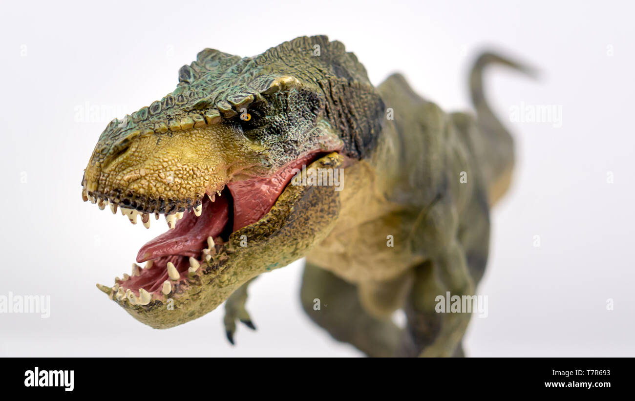 Tyrannosaurus Rex Model/Toy Portrait with growling mouth open showing tongue and teeth with the rest of the body out of focus, taken with a white back Stock Photo