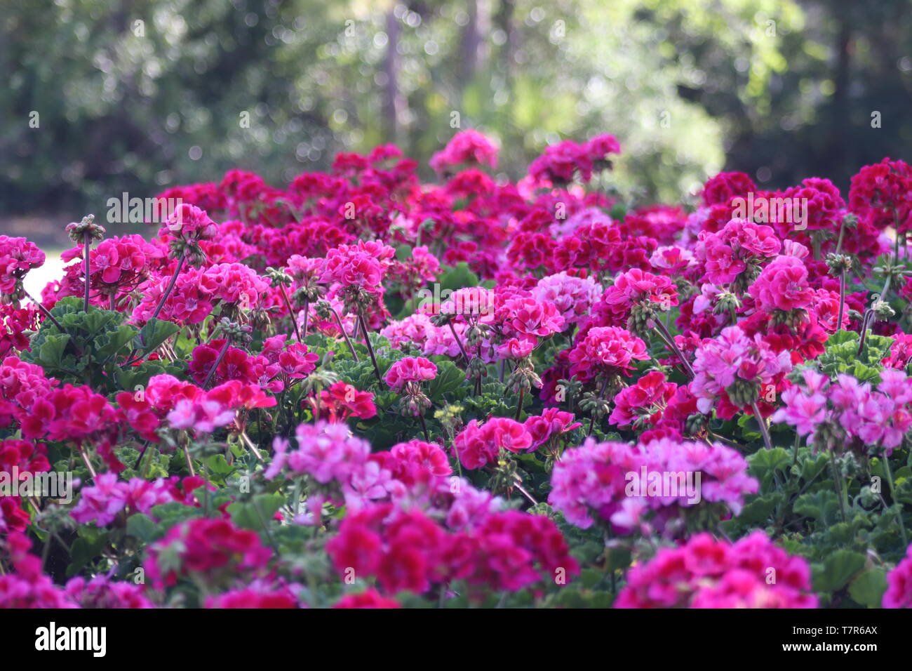Spring flowers in full bloom Stock Photo Alamy