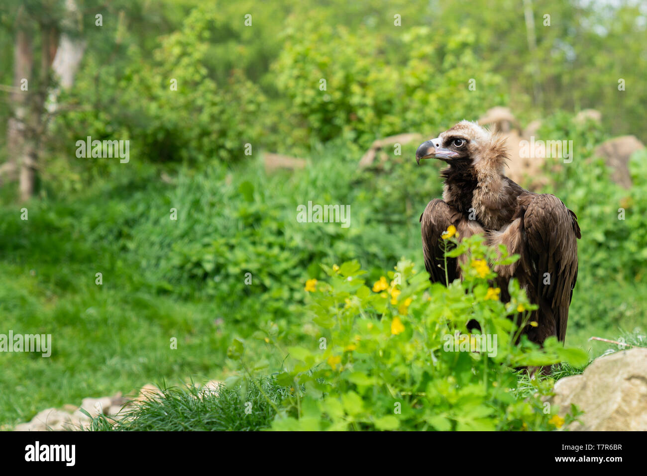 Green griffon hi-res stock photography and images - Alamy