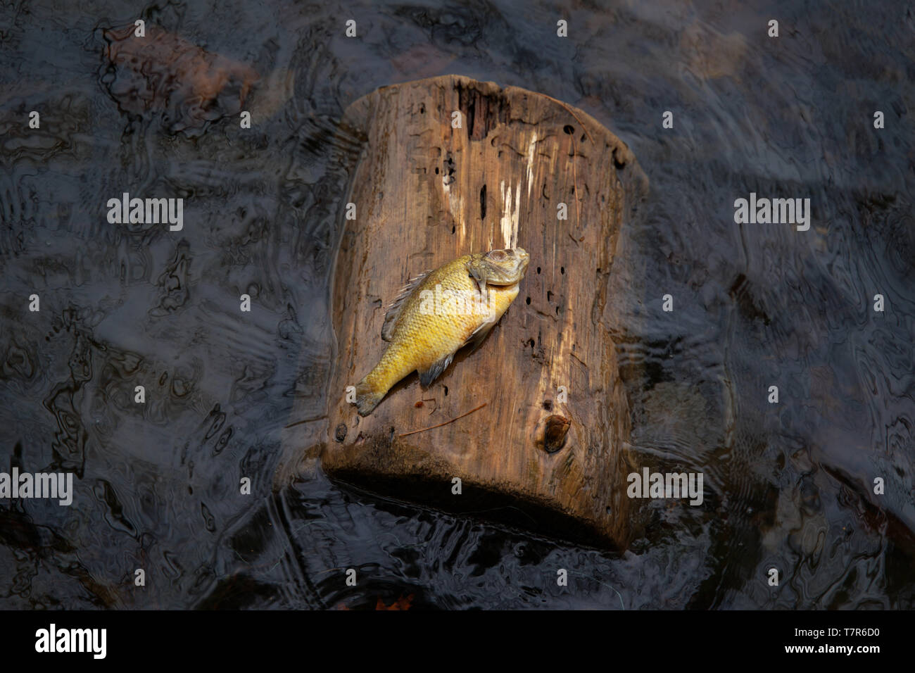 An unusual event of a dead fish on a floating log in the middle of the water. Stock Photo