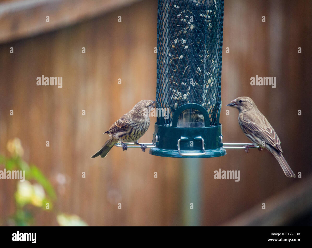 Green finches hires stock photography and images Alamy