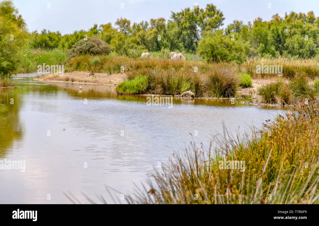 riparian scenery around the Regional Nature Park of the in Southern France Stock Photo - Alamy