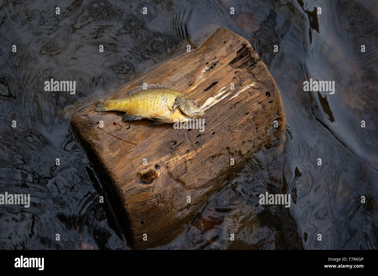 An unusual event of a dead fish on a floating log in the middle of the water. Stock Photo