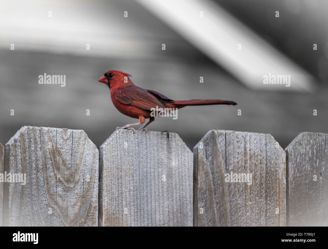 Red Cardinal on Fence Stock Photo Alamy