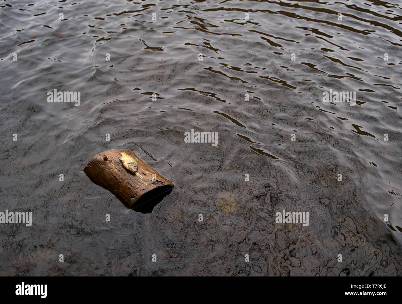 An unusual event of a dead fish on a floating log in the middle of the water. Stock Photo