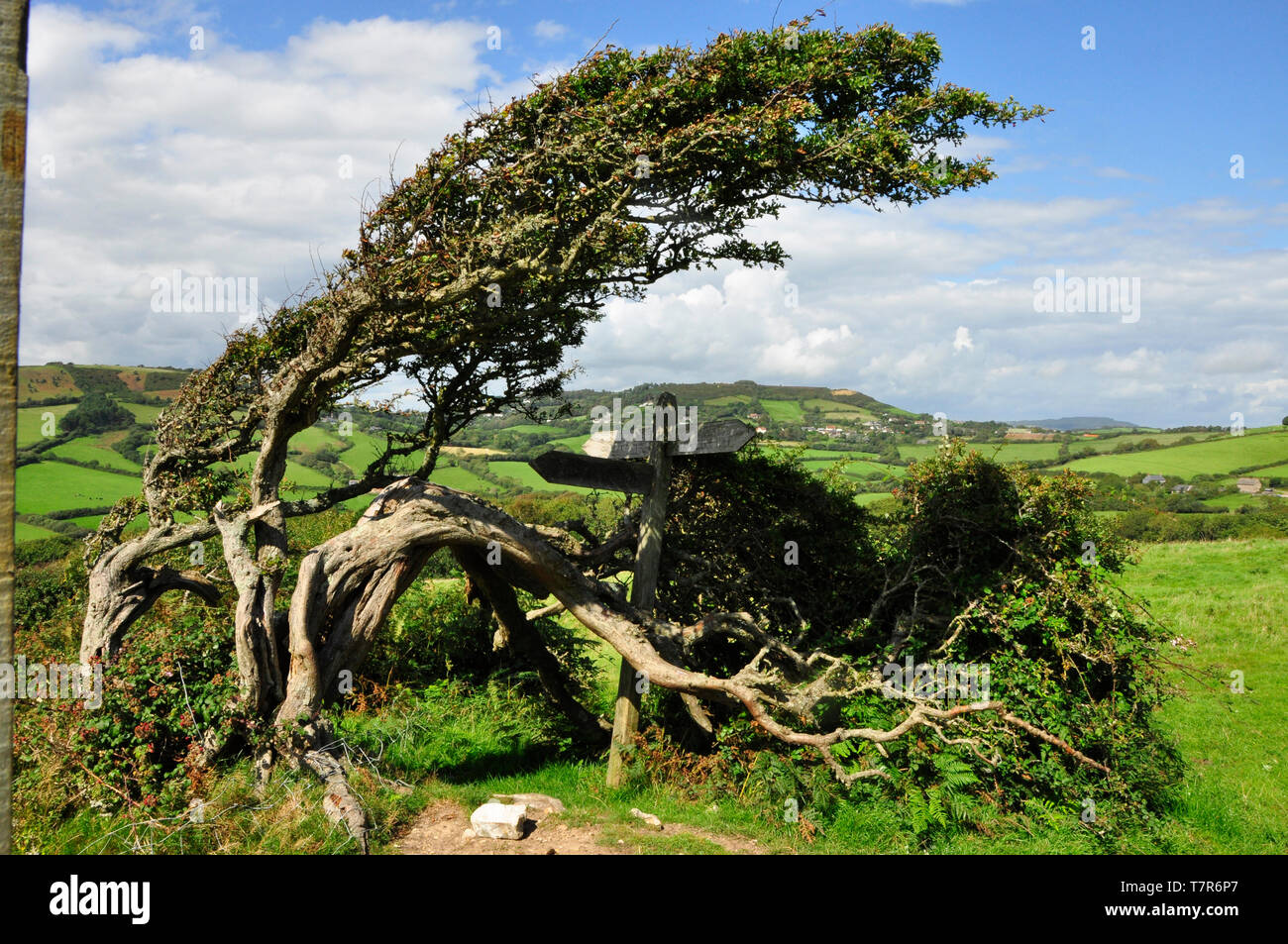 Wind sculpted bush on the slope of the Golden Cap hill on the Dorset coast with a view towards the village of Morcombelake. Stock Photo